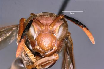 Media type: image;   Entomology 33138 Aspect: head frontal view